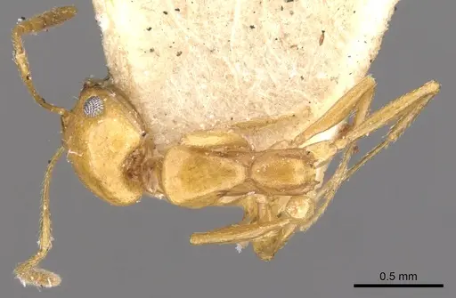 Monomorium ilgii specimen