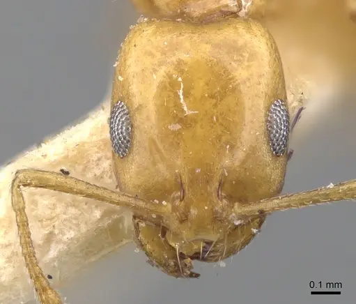 Monomorium ilgii specimen