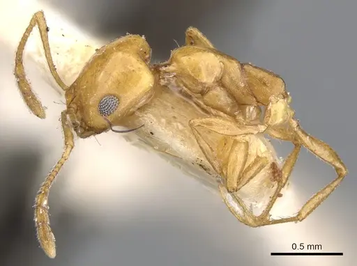 Monomorium ilgii specimen