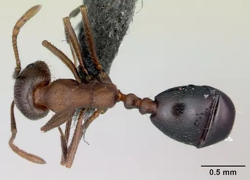 Monomorium indicum specimen