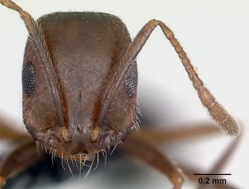 Monomorium indicum specimen