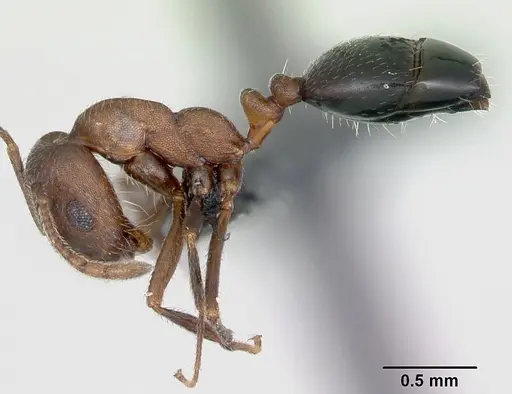 Monomorium indicum specimen