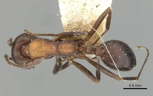 Monomorium indicum - CASENT0249869