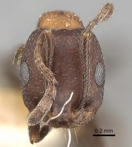 Monomorium indicum - CASENT0249869