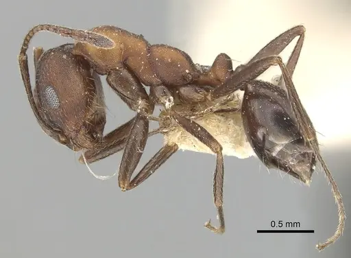 Monomorium indicum - CASENT0249869