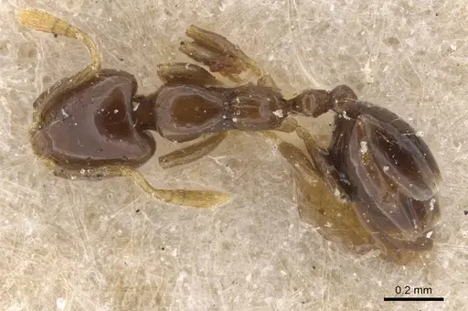 Monomorium inquietum specimen