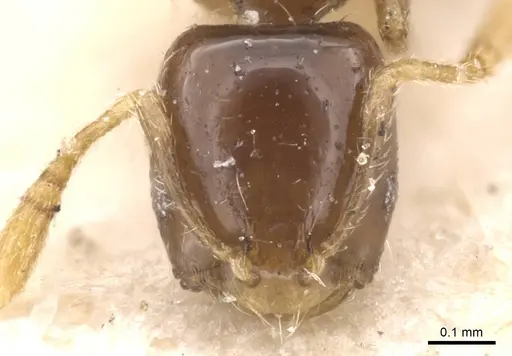Monomorium inquietum specimen