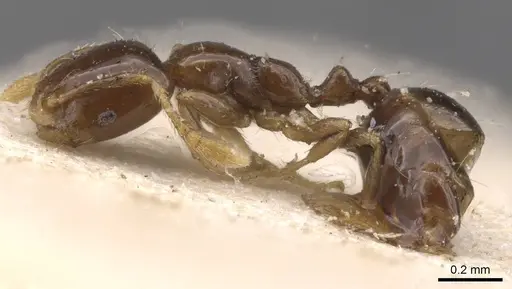 Monomorium inquietum specimen