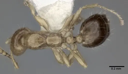 Monomorium intrudens specimen