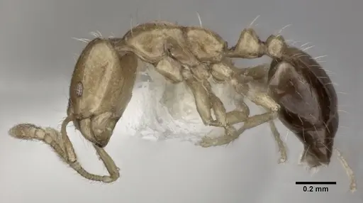 Monomorium intrudens specimen