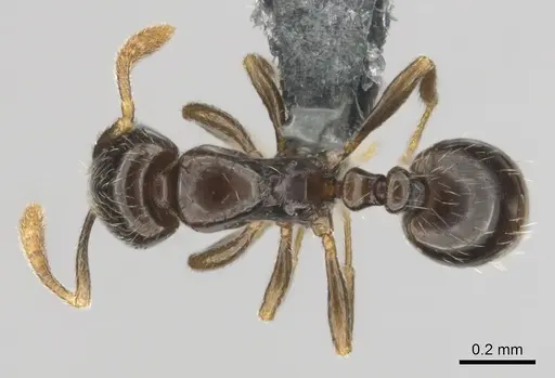 Monomorium invidium - CASENT0815756