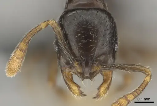 Monomorium invidium - CASENT0815756