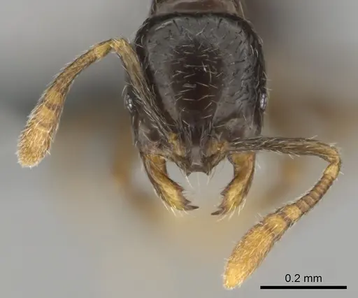 Monomorium invidium - CASENT0815756