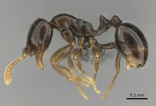 Monomorium invidium - CASENT0815756