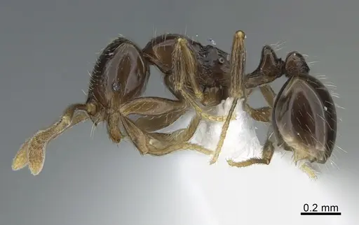 Monomorium invidium - CASENT0887961