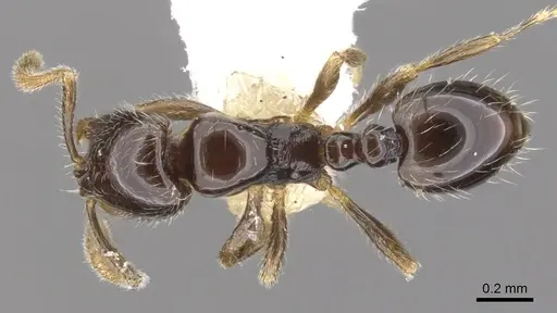 Monomorium invidium - CASENT0902229