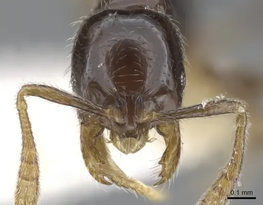 Monomorium invidium - CASENT0902229