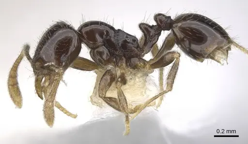 Monomorium invidium - CASENT0902229
