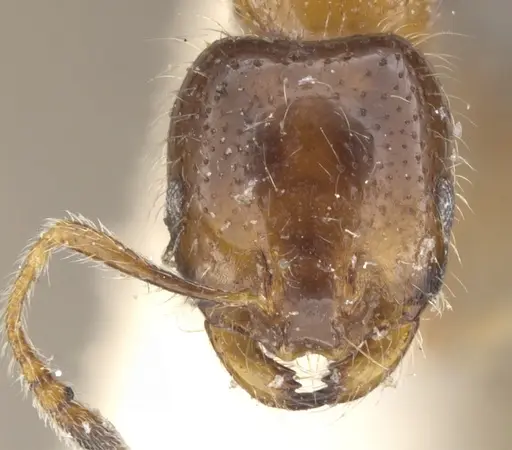 Monomorium iyenasu specimen