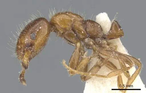 Monomorium iyenasu specimen
