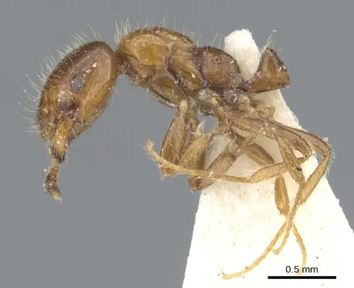 Monomorium iyenasu - CASENT0902255