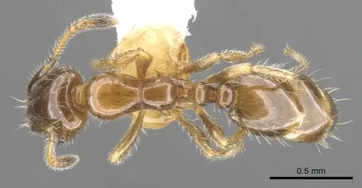 Monomorium iyenasu - CASENT0902256