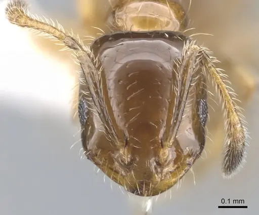 Monomorium iyenasu - CASENT0902256