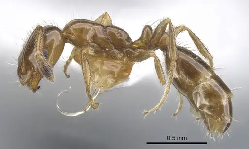 Monomorium iyenasu - CASENT0902256