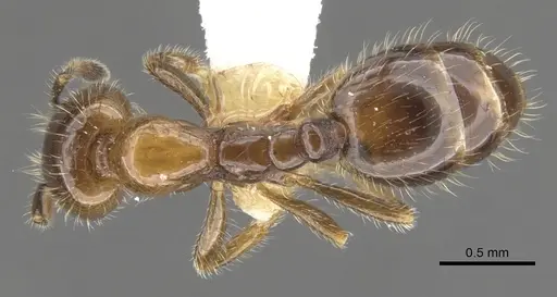 Monomorium iyenasu - CASENT0902257
