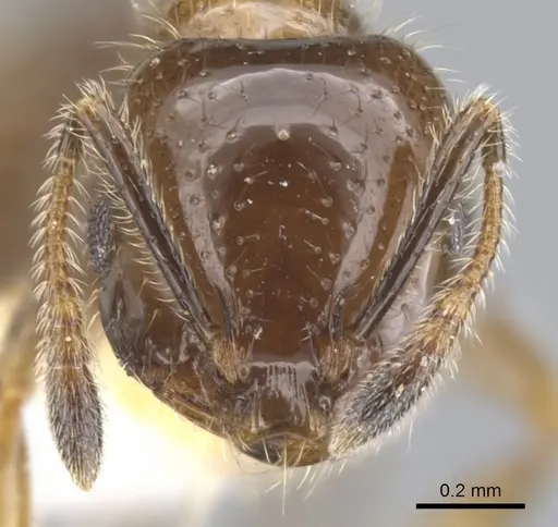 Monomorium iyenasu - CASENT0902257
