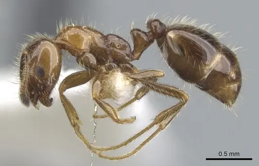 Monomorium iyenasu - CASENT0902257