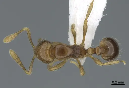 Monomorium jacksoni specimen