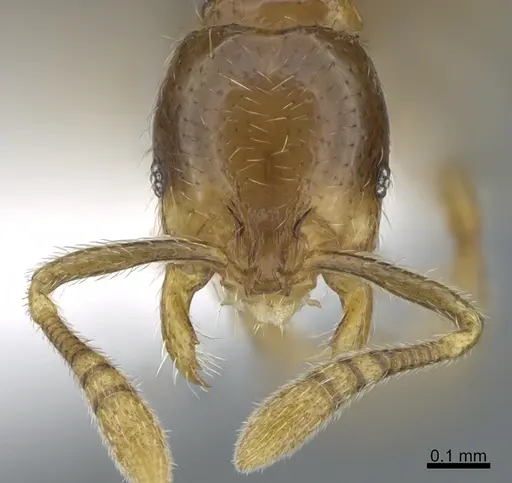 Monomorium jacksoni specimen