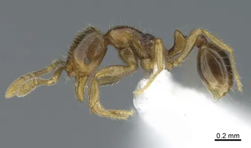 Monomorium jacksoni specimen
