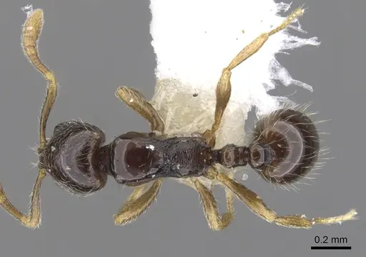 Monomorium jacksoni - CASENT0902231