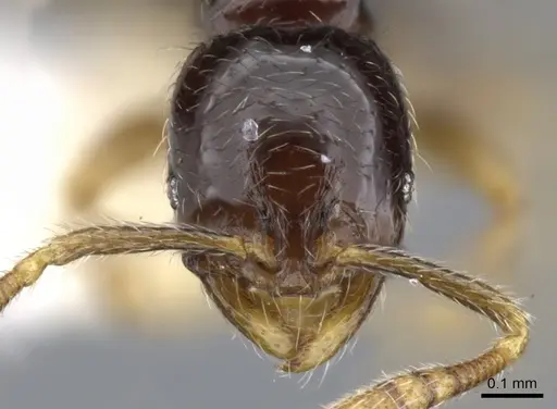 Monomorium jacksoni - CASENT0902231