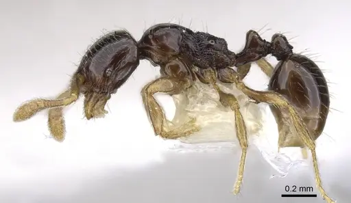 Monomorium jacksoni - CASENT0902231