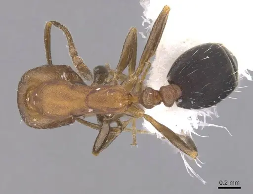 Monomorium jizane specimen