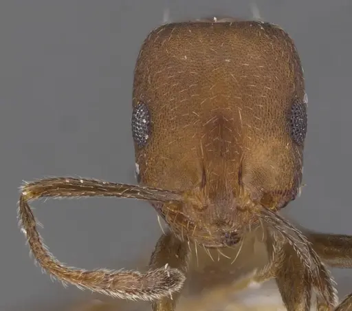 Monomorium jizane specimen