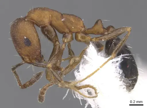 Monomorium jizane specimen