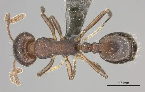 Monomorium junodi specimen