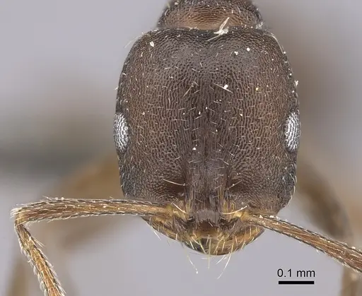 Monomorium junodi specimen