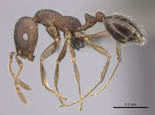 Monomorium junodi specimen