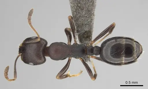 Monomorium junodi - CASENT0253723