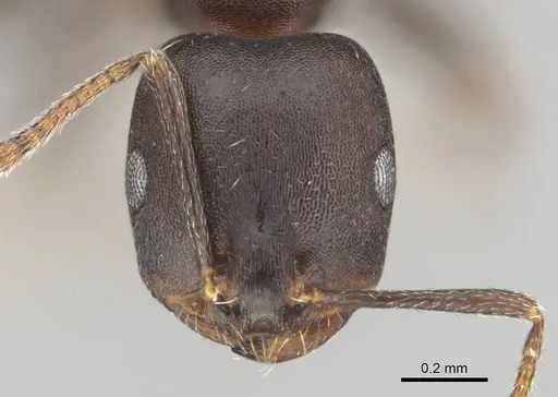 Monomorium junodi - CASENT0253723