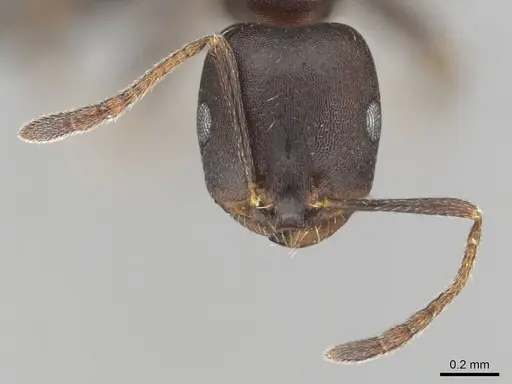Monomorium junodi - CASENT0253723