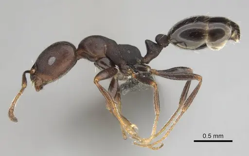 Monomorium junodi - CASENT0253723
