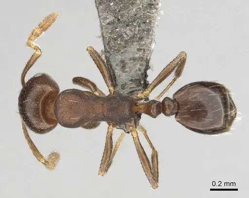Monomorium junodi - CASENT0253725