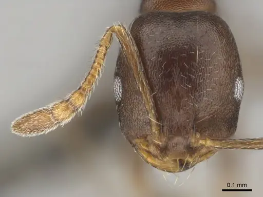 Monomorium junodi - CASENT0253725