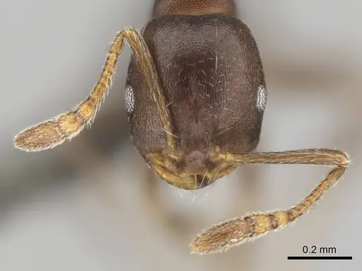 Monomorium junodi - CASENT0253725